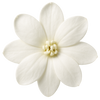 Jasmin