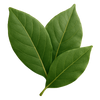 Lorbeerblatt