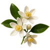 Orangenblüte