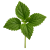 Patschuli