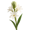 Tuberose
